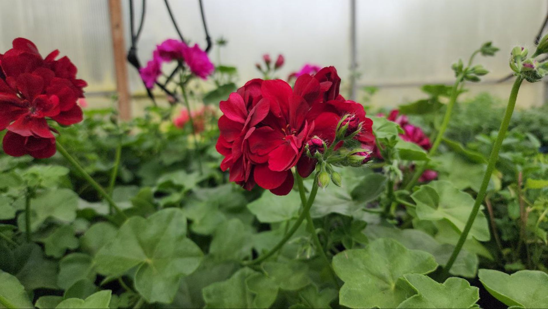 СноваМолодой #Луховицы #СельскоеХозяйство #Растениеводство #ДекоративныеРастения #ПосадочныйМатериал #ЛандшафтныйДизайн #ТепличноеХозяйство #СемейноеПредприятие #Астапово #Садоводство ,