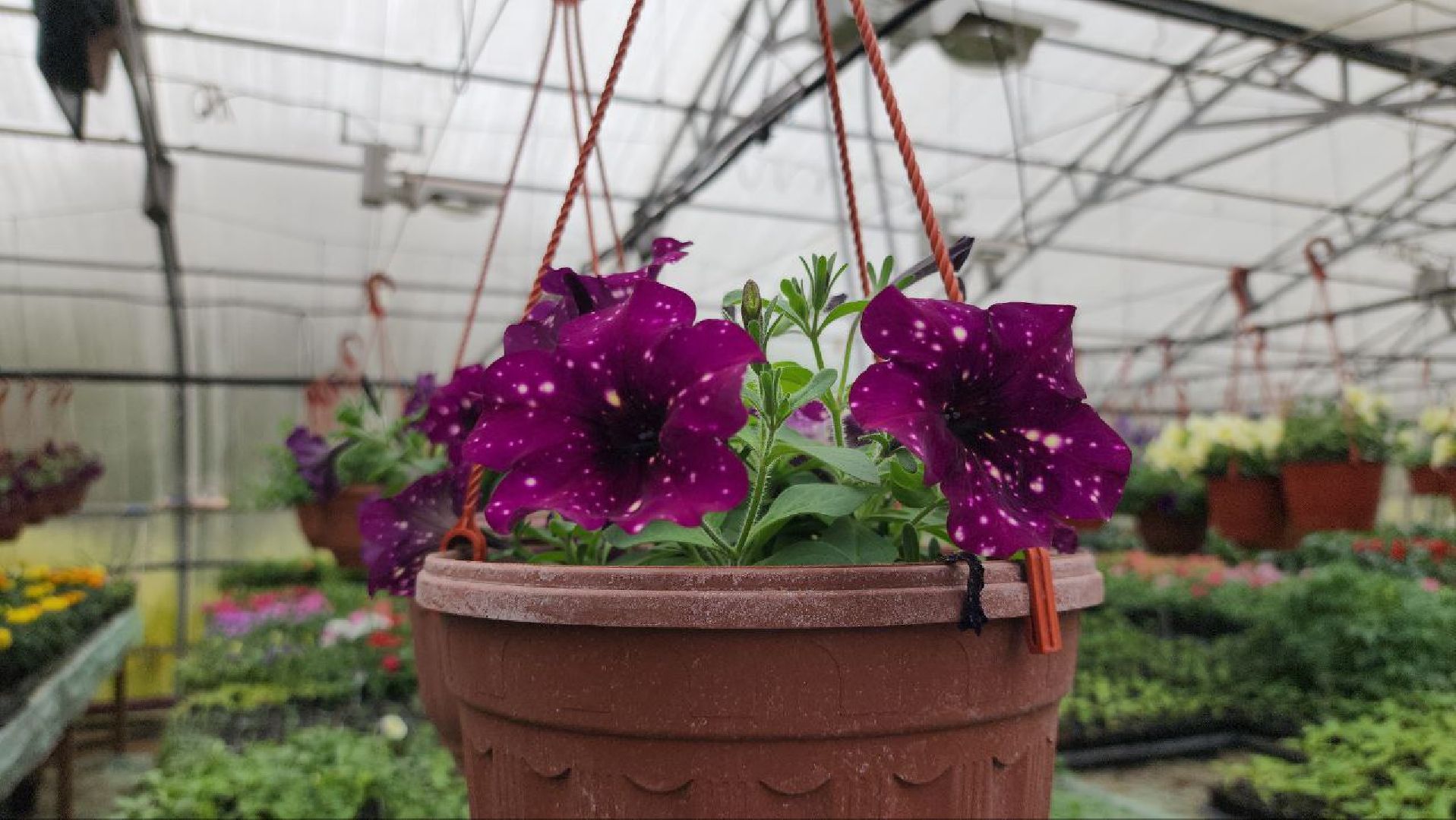 СноваМолодой #Луховицы #СельскоеХозяйство #Растениеводство #ДекоративныеРастения #ПосадочныйМатериал #ЛандшафтныйДизайн #ТепличноеХозяйство #СемейноеПредприятие #Астапово #Садоводство ,