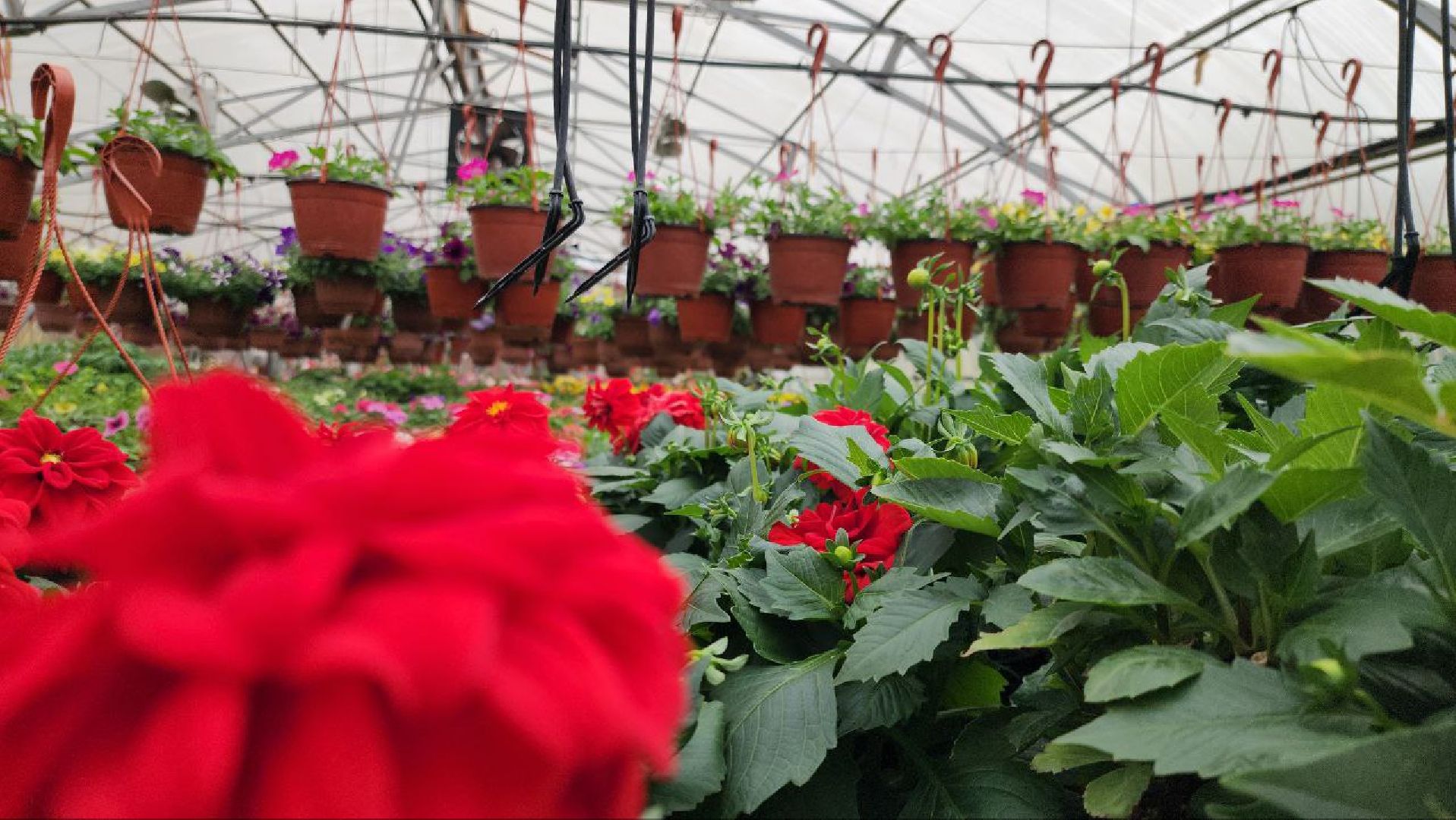 СноваМолодой #Луховицы #СельскоеХозяйство #Растениеводство #ДекоративныеРастения #ПосадочныйМатериал #ЛандшафтныйДизайн #ТепличноеХозяйство #СемейноеПредприятие #Астапово #Садоводство ,