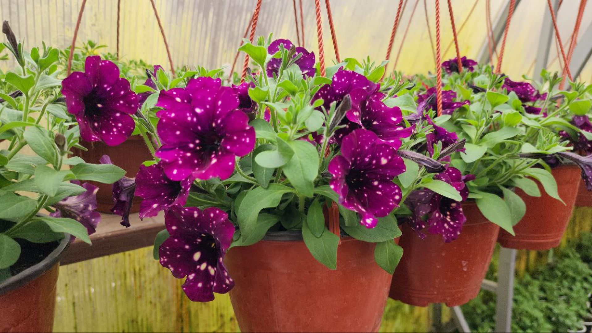 СноваМолодой #Луховицы #СельскоеХозяйство #Растениеводство #ДекоративныеРастения #ПосадочныйМатериал #ЛандшафтныйДизайн #ТепличноеХозяйство #СемейноеПредприятие #Астапово #Садоводство ,