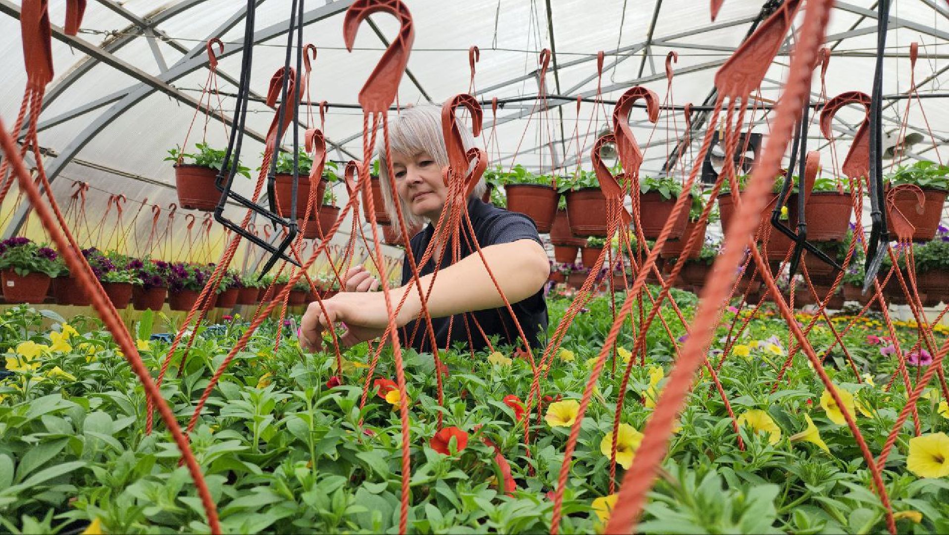 СноваМолодой #Луховицы #СельскоеХозяйство #Растениеводство #ДекоративныеРастения #ПосадочныйМатериал #ЛандшафтныйДизайн #ТепличноеХозяйство #СемейноеПредприятие #Астапово #Садоводство ,