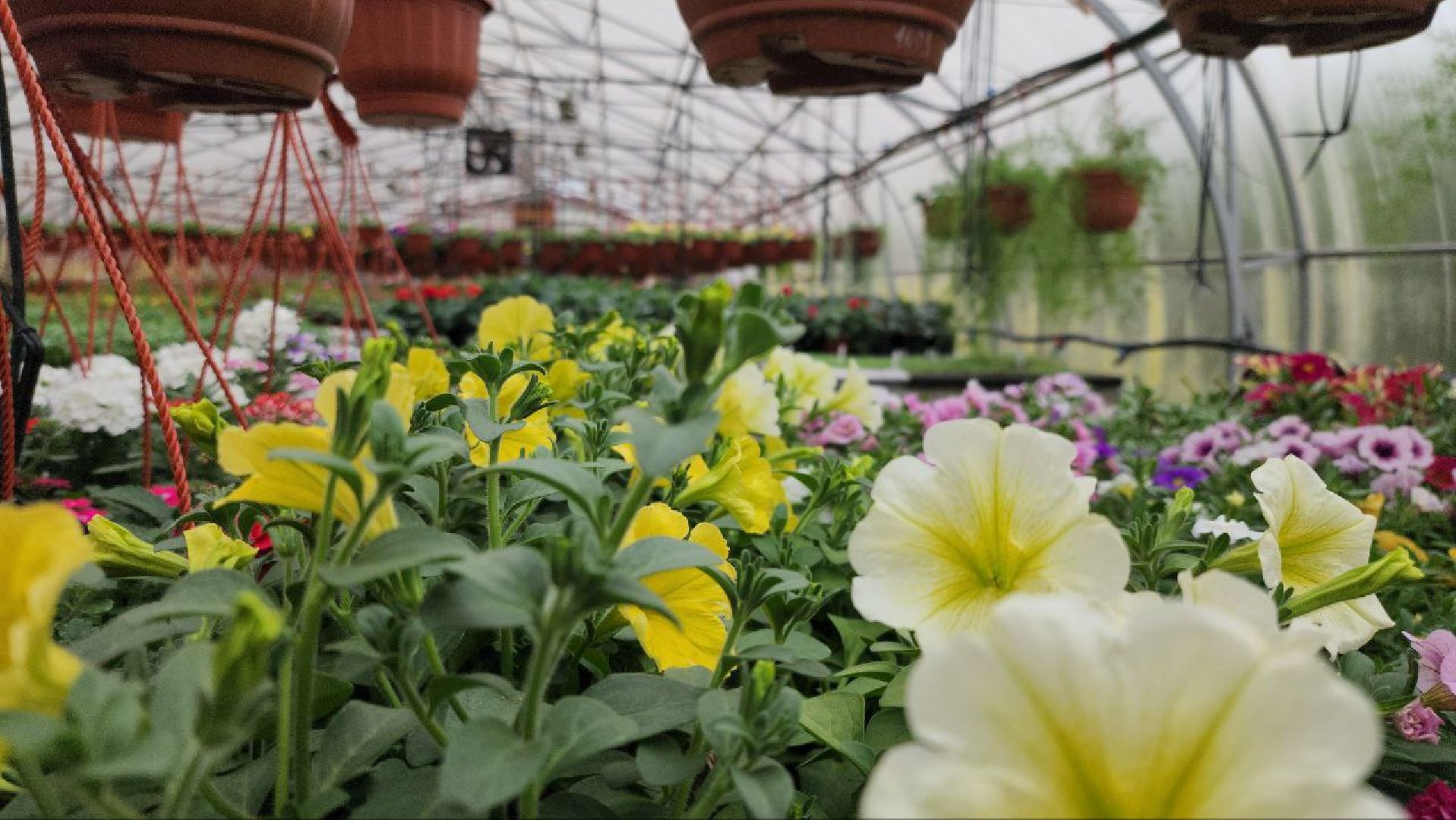 СноваМолодой #Луховицы #СельскоеХозяйство #Растениеводство #ДекоративныеРастения #ПосадочныйМатериал #ЛандшафтныйДизайн #ТепличноеХозяйство #СемейноеПредприятие #Астапово #Садоводство ,