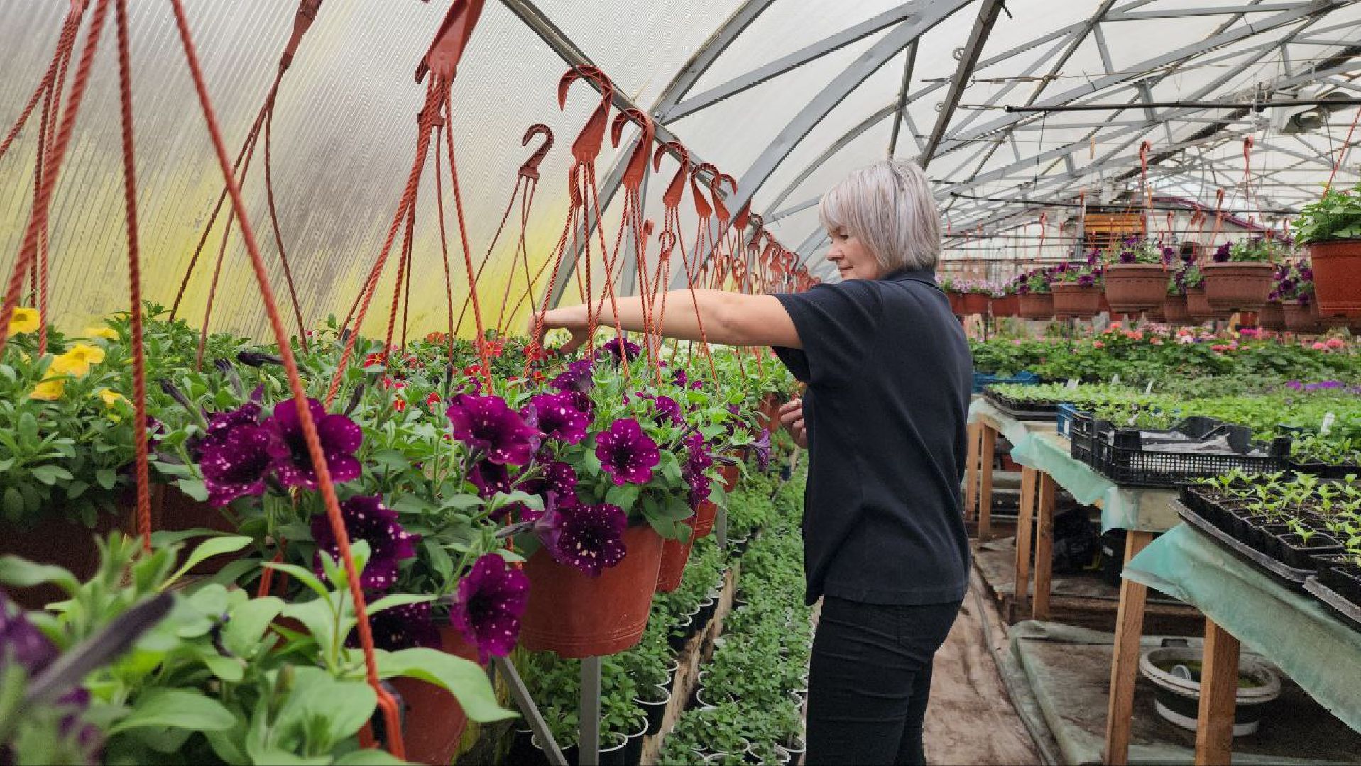 СноваМолодой #Луховицы #СельскоеХозяйство #Растениеводство #ДекоративныеРастения #ПосадочныйМатериал #ЛандшафтныйДизайн #ТепличноеХозяйство #СемейноеПредприятие #Астапово #Садоводство ,