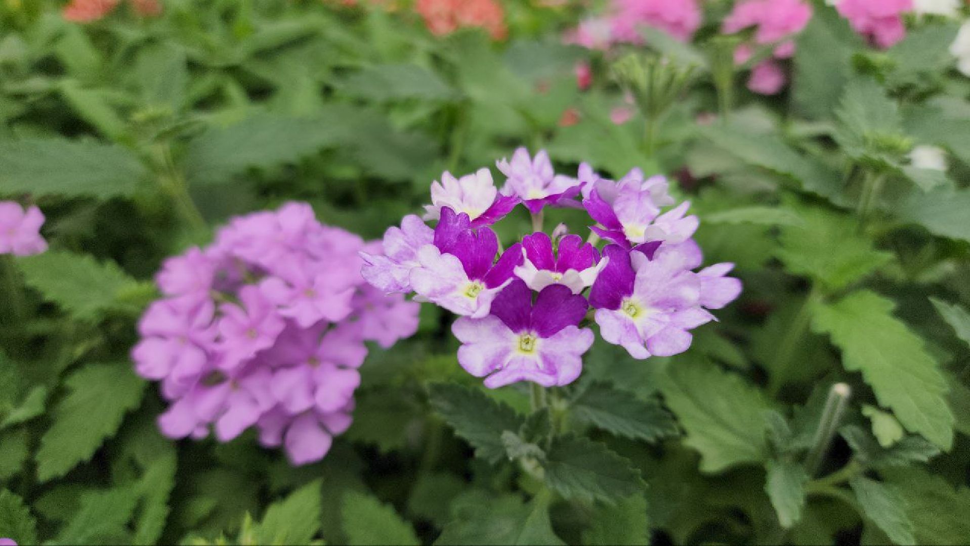 СноваМолодой #Луховицы #СельскоеХозяйство #Растениеводство #ДекоративныеРастения #ПосадочныйМатериал #ЛандшафтныйДизайн #ТепличноеХозяйство #СемейноеПредприятие #Астапово #Садоводство ,