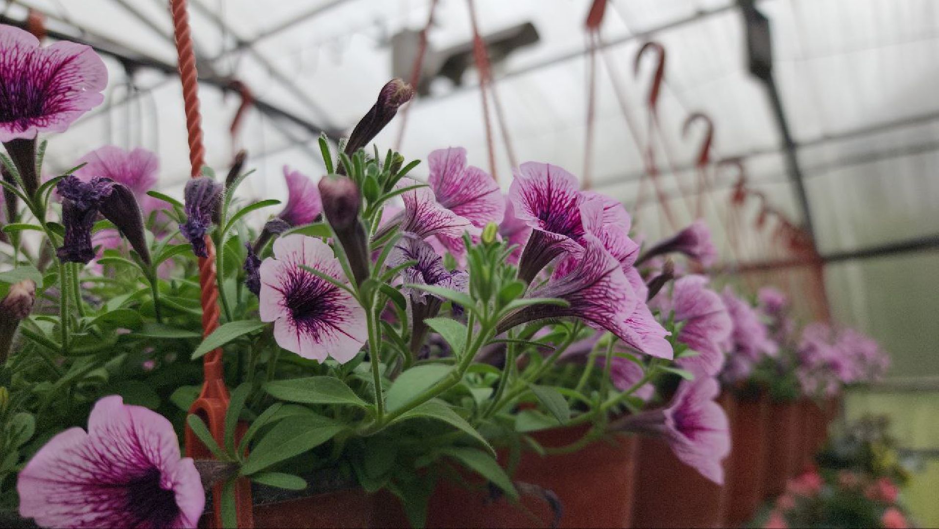 СноваМолодой #Луховицы #СельскоеХозяйство #Растениеводство #ДекоративныеРастения #ПосадочныйМатериал #ЛандшафтныйДизайн #ТепличноеХозяйство #СемейноеПредприятие #Астапово #Садоводство ,