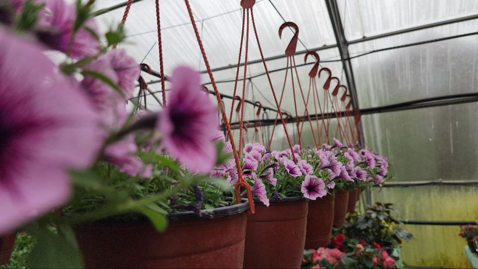 СноваМолодой #Луховицы #СельскоеХозяйство #Растениеводство #ДекоративныеРастения #ПосадочныйМатериал #ЛандшафтныйДизайн #ТепличноеХозяйство #СемейноеПредприятие #Астапово #Садоводство ,