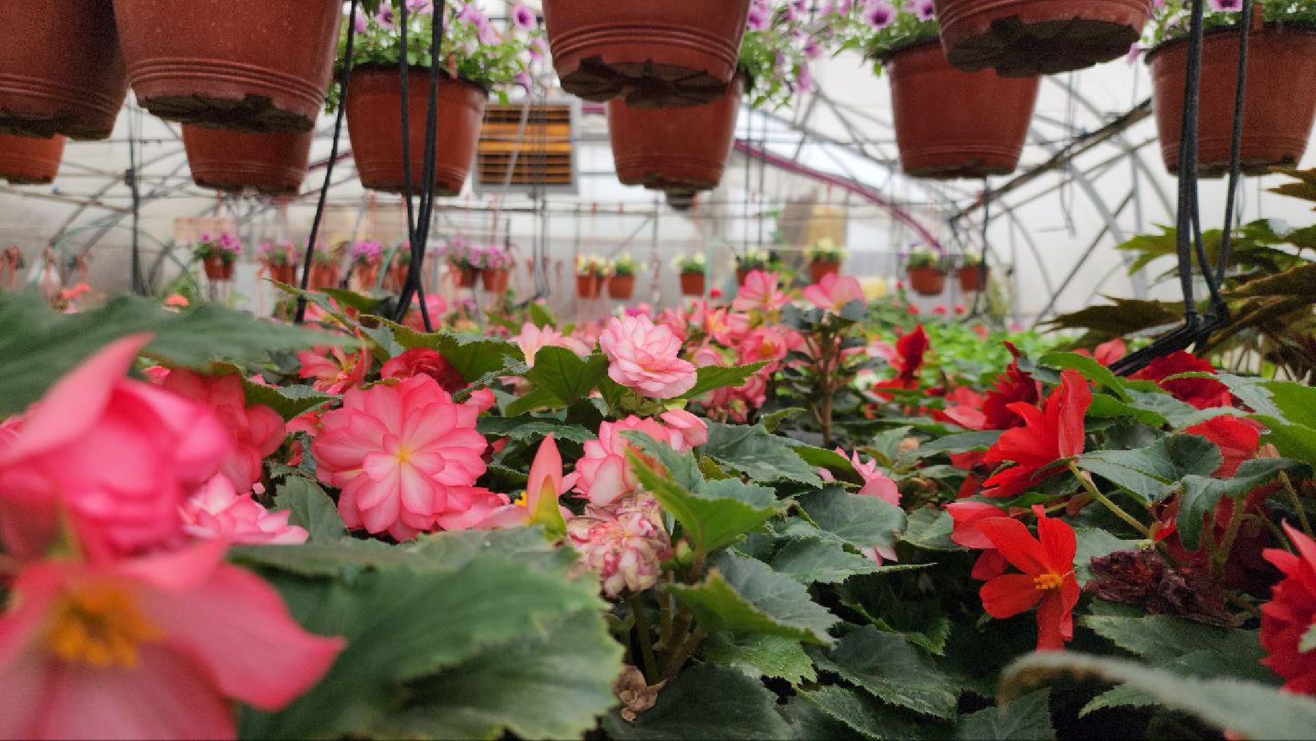 СноваМолодой #Луховицы #СельскоеХозяйство #Растениеводство #ДекоративныеРастения #ПосадочныйМатериал #ЛандшафтныйДизайн #ТепличноеХозяйство #СемейноеПредприятие #Астапово #Садоводство ,