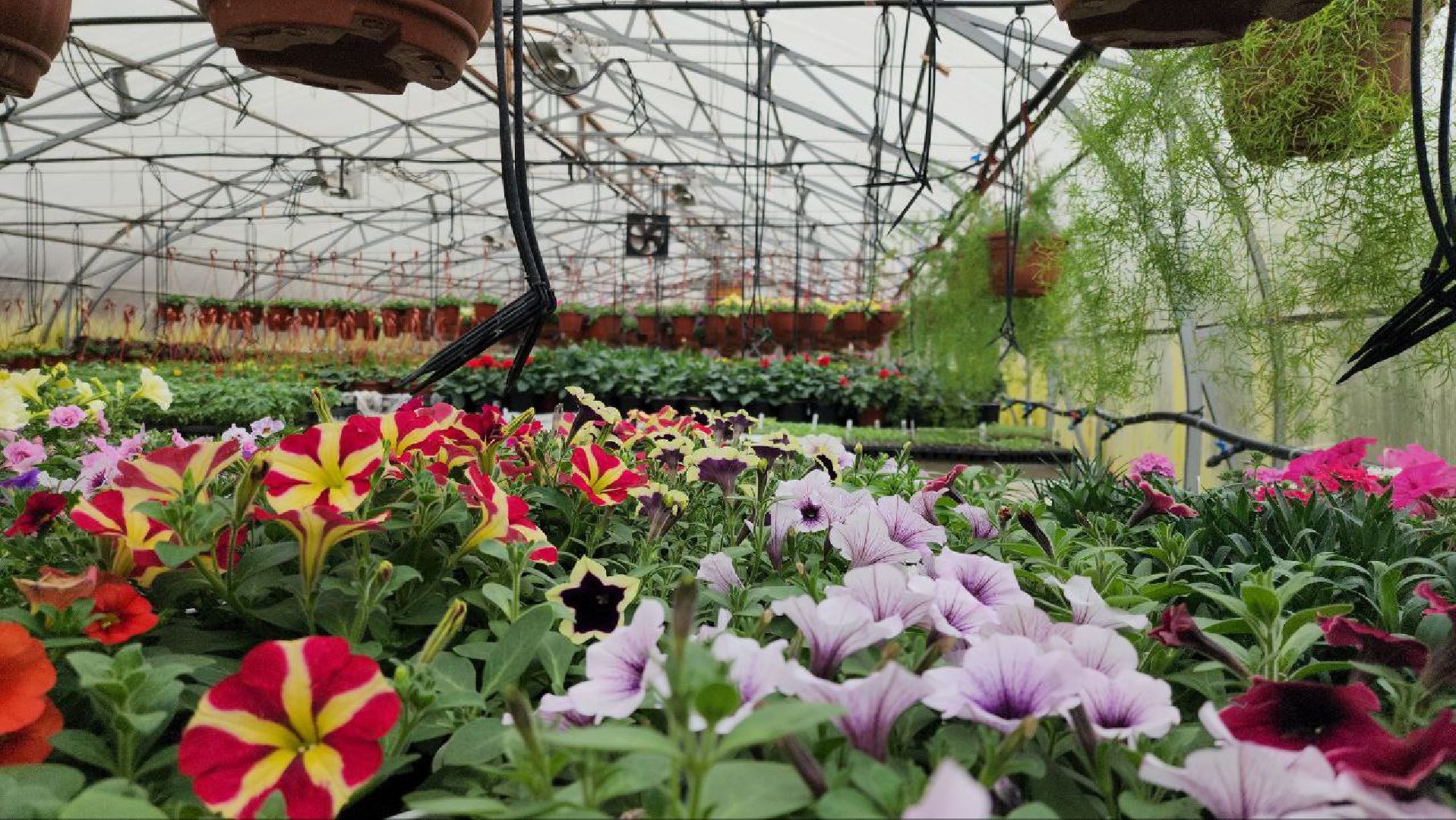 СноваМолодой #Луховицы #СельскоеХозяйство #Растениеводство #ДекоративныеРастения #ПосадочныйМатериал #ЛандшафтныйДизайн #ТепличноеХозяйство #СемейноеПредприятие #Астапово #Садоводство ,