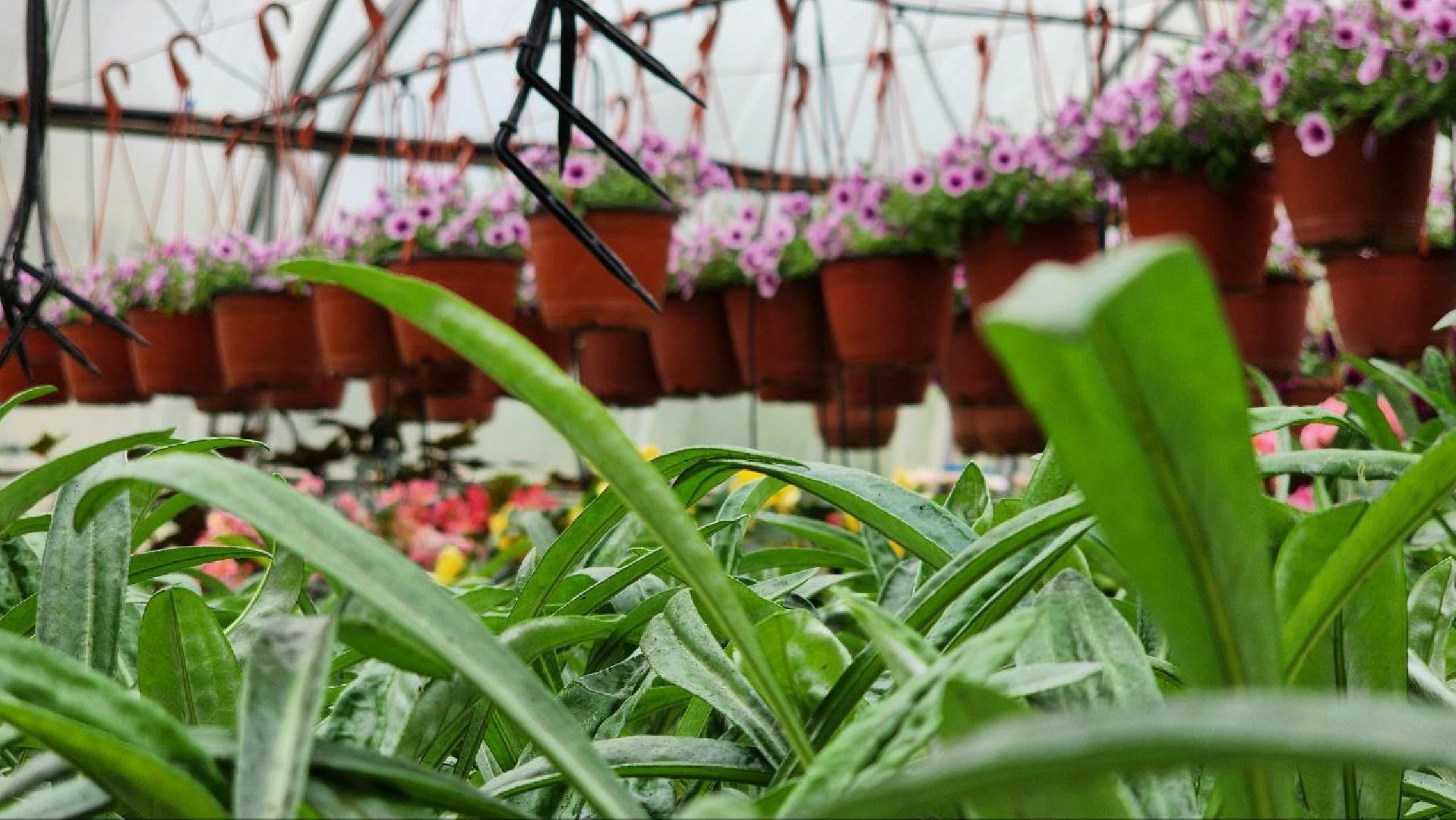 СноваМолодой #Луховицы #СельскоеХозяйство #Растениеводство #ДекоративныеРастения #ПосадочныйМатериал #ЛандшафтныйДизайн #ТепличноеХозяйство #СемейноеПредприятие #Астапово #Садоводство ,