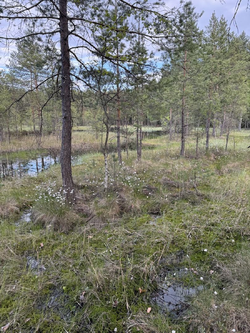 глэмпинг, шатурский округ, туризм в подмосковье,природа шатуры,