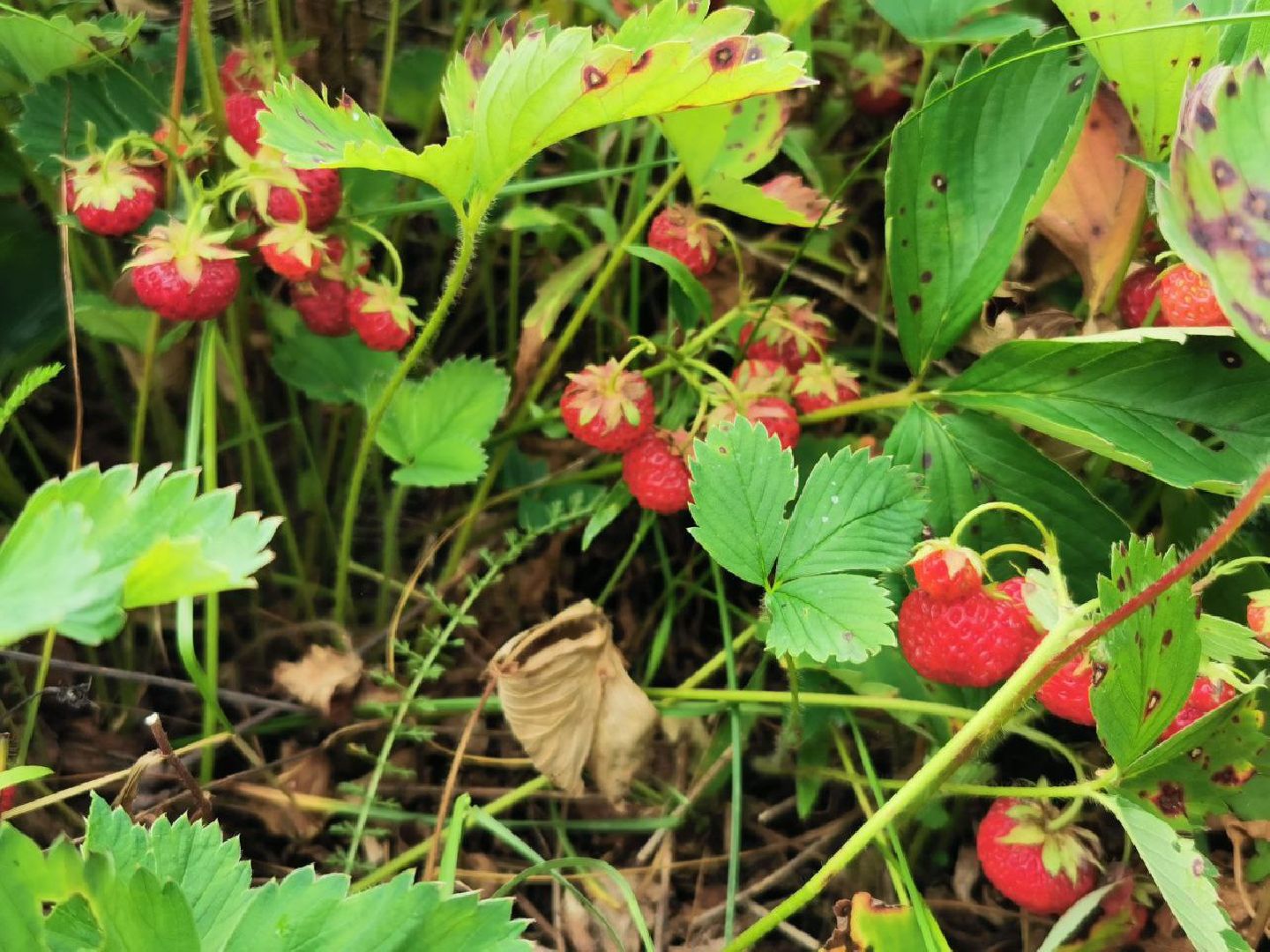 глэмпинг, шатурский округ, туризм в подмосковье,природа шатуры,