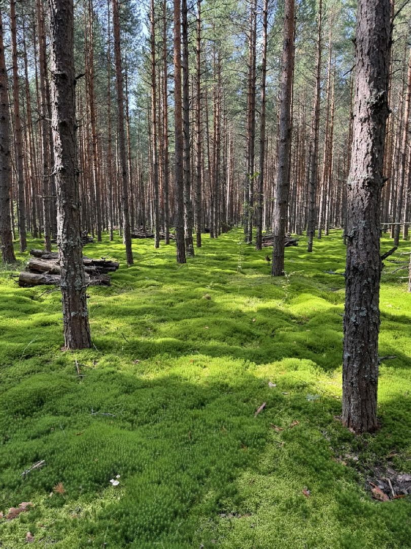 глэмпинг, шатурский округ, туризм в подмосковье,природа шатуры,