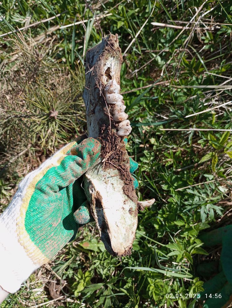 вахта памяти, вахта памяти раскопки, впк илья муромец, поисковый отряд русь, школа попова, 80 лет победе,