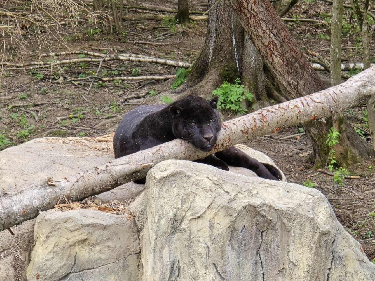 можайск, можайский муниципальный округ, подмосковье, парк тигров, подмосковный сафари-парк, хищные кошки, тигры, львы, туризм, туристы, туристическое место,