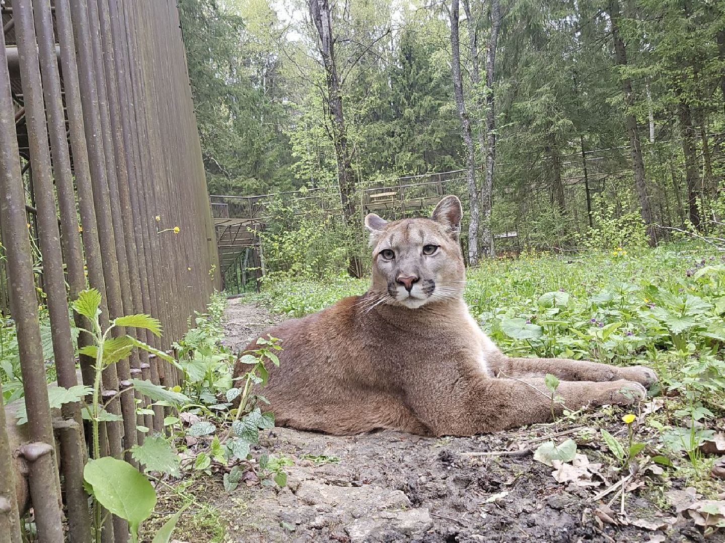 можайск, можайский муниципальный округ, подмосковье, парк тигров, подмосковный сафари-парк, хищные кошки, тигры, львы, туризм, туристы, туристическое место,