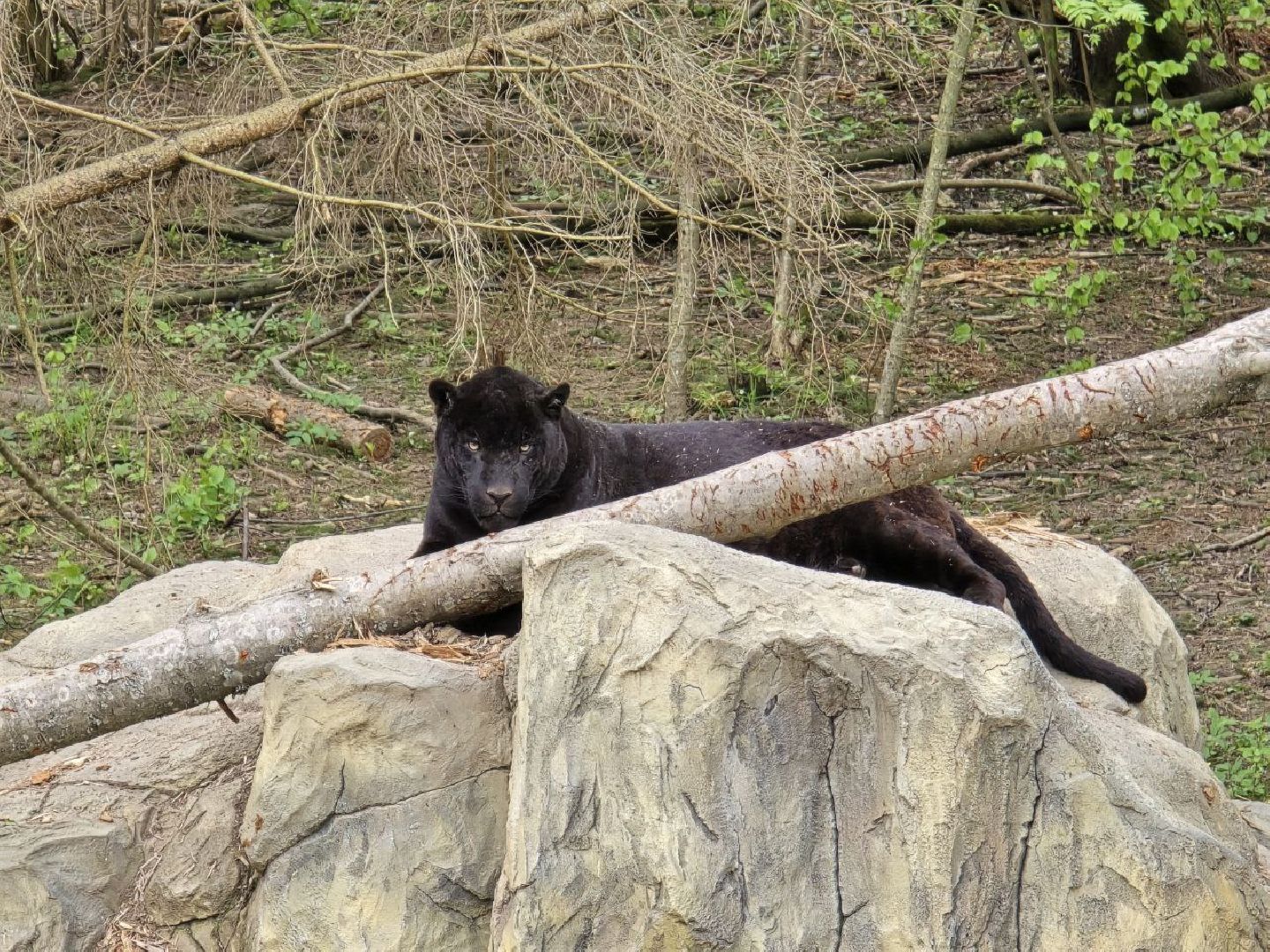 можайск, можайский муниципальный округ, подмосковье, парк тигров, подмосковный сафари-парк, хищные кошки, тигры, львы, туризм, туристы, туристическое место,