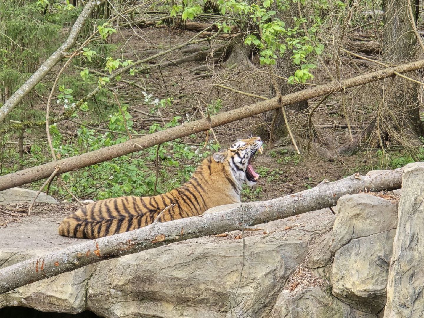 можайск, можайский муниципальный округ, подмосковье, парк тигров, подмосковный сафари-парк, хищные кошки, тигры, львы, туризм, туристы, туристическое место,