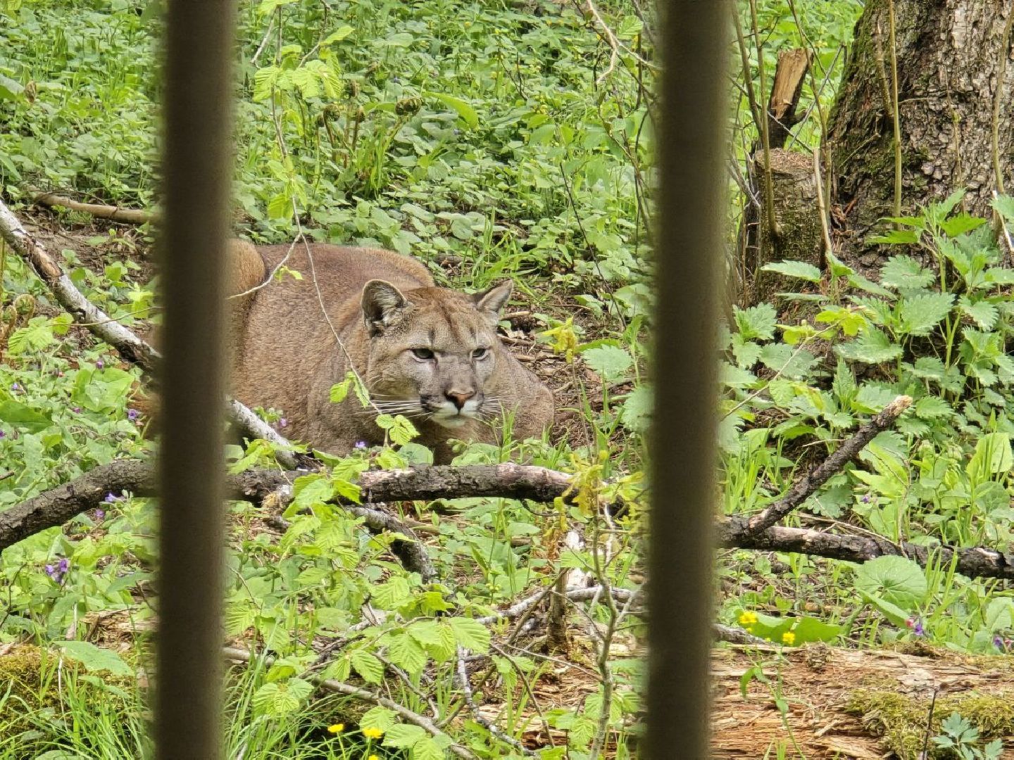 можайск, можайский муниципальный округ, подмосковье, парк тигров, подмосковный сафари-парк, хищные кошки, тигры, львы, туризм, туристы, туристическое место,