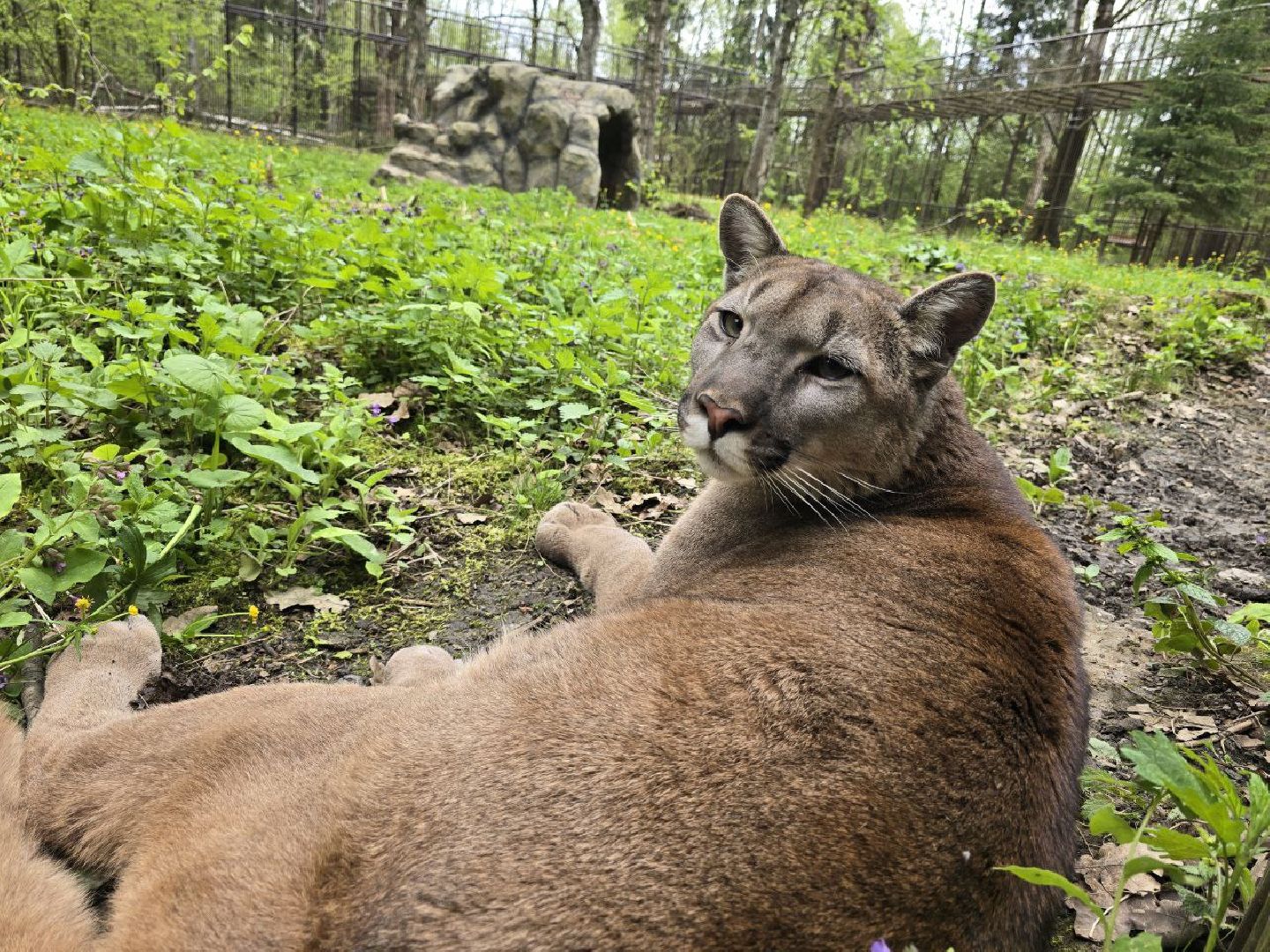 можайск, можайский муниципальный округ, подмосковье, парк тигров, подмосковный сафари-парк, хищные кошки, тигры, львы, туризм, туристы, туристическое место,