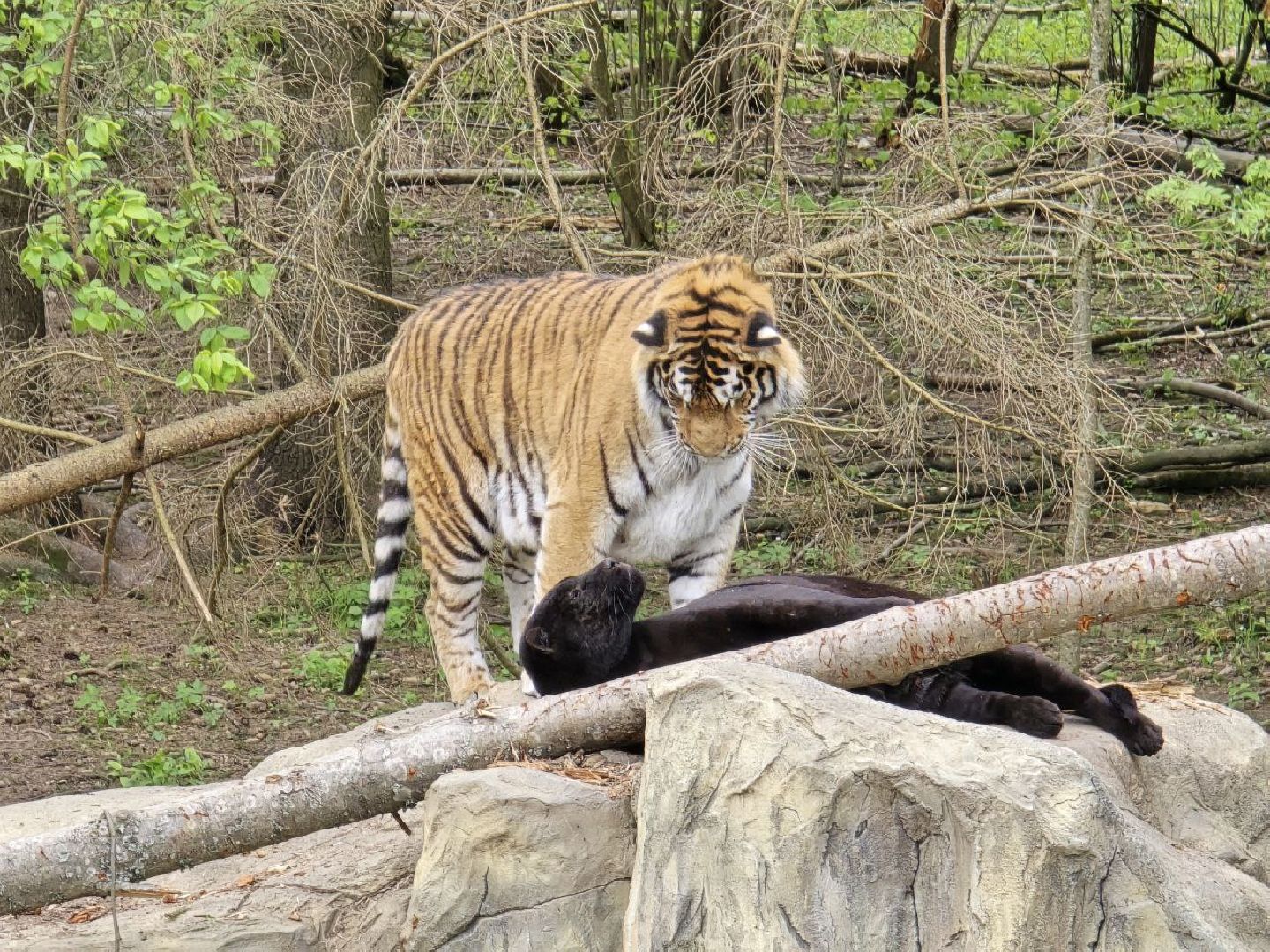 можайск, можайский муниципальный округ, подмосковье, парк тигров, подмосковный сафари-парк, хищные кошки, тигры, львы, туризм, туристы, туристическое место,
