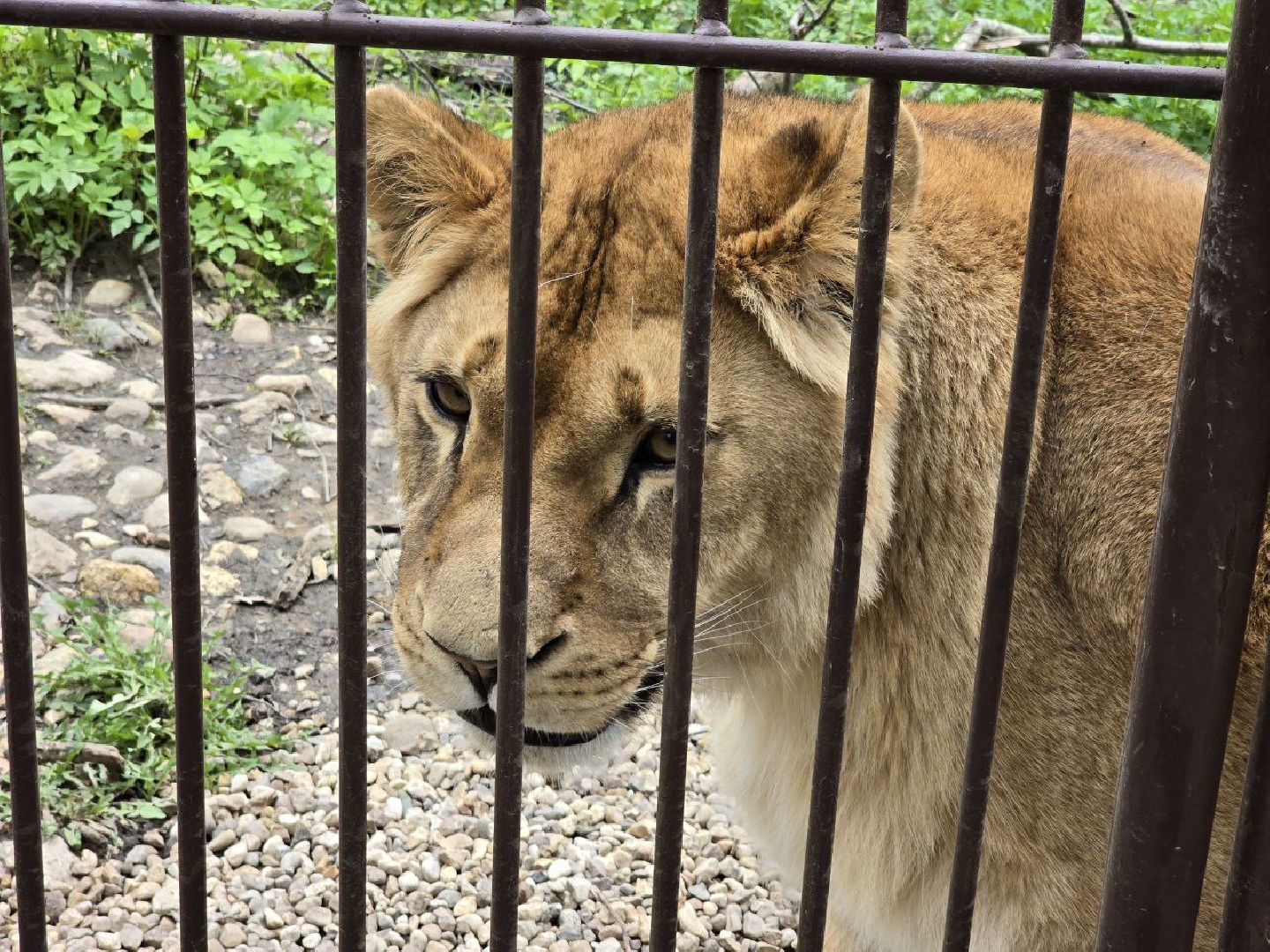 можайск, можайский муниципальный округ, подмосковье, парк тигров, подмосковный сафари-парк, хищные кошки, тигры, львы, туризм, туристы, туристическое место,