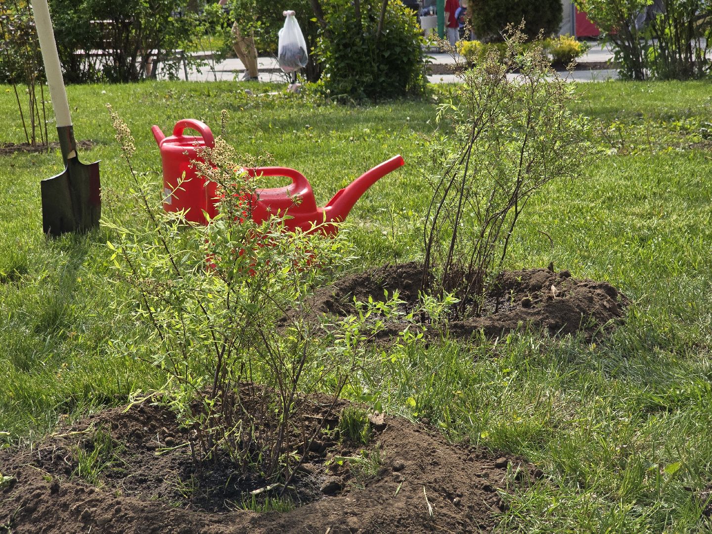 Коломна, открытие летнего сезона, высадка саженцев, озеленение,