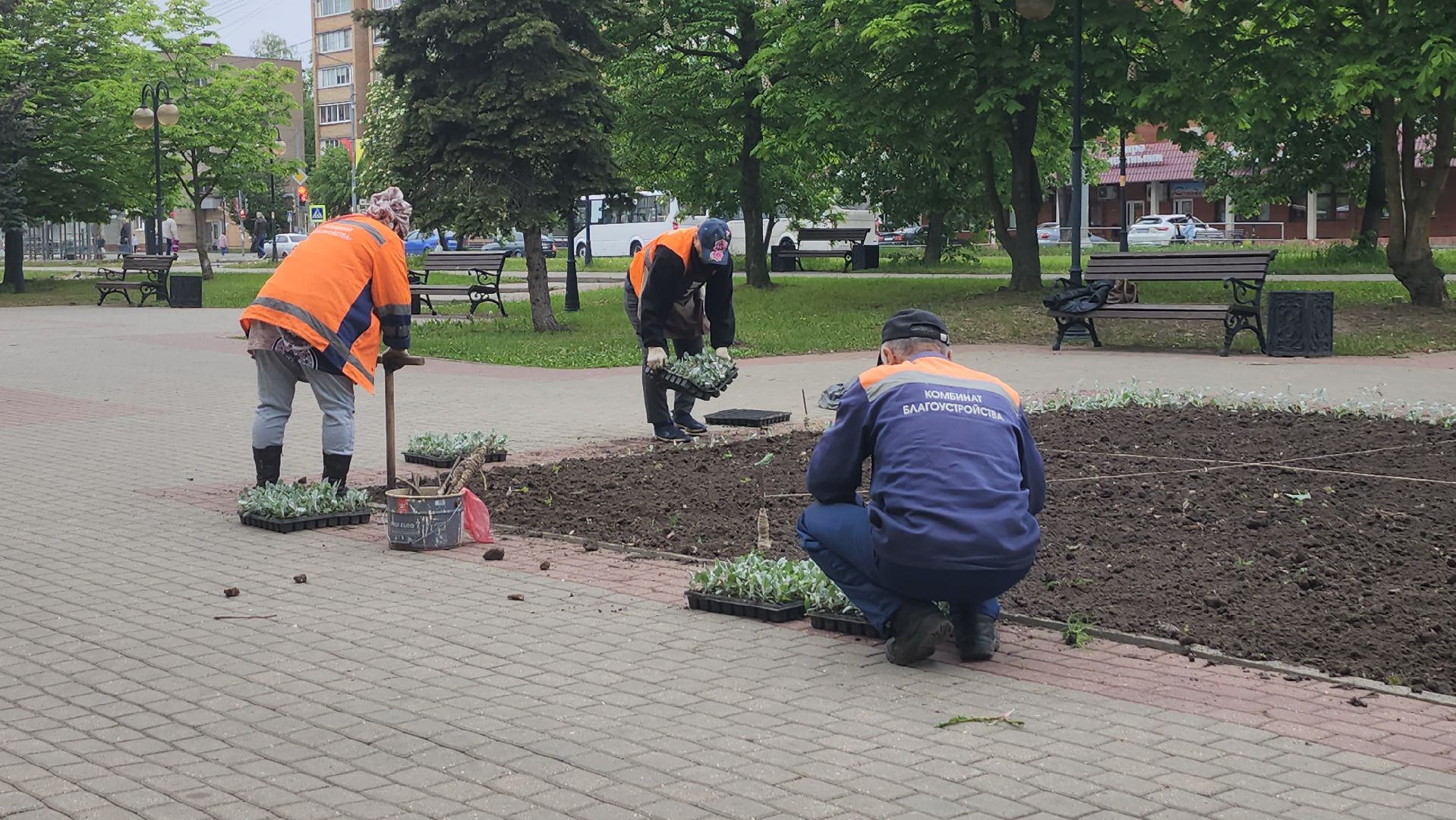 серпухов, клумба на юбилейной площади, комбинат благоустройства, посадка цветов в серпухове,