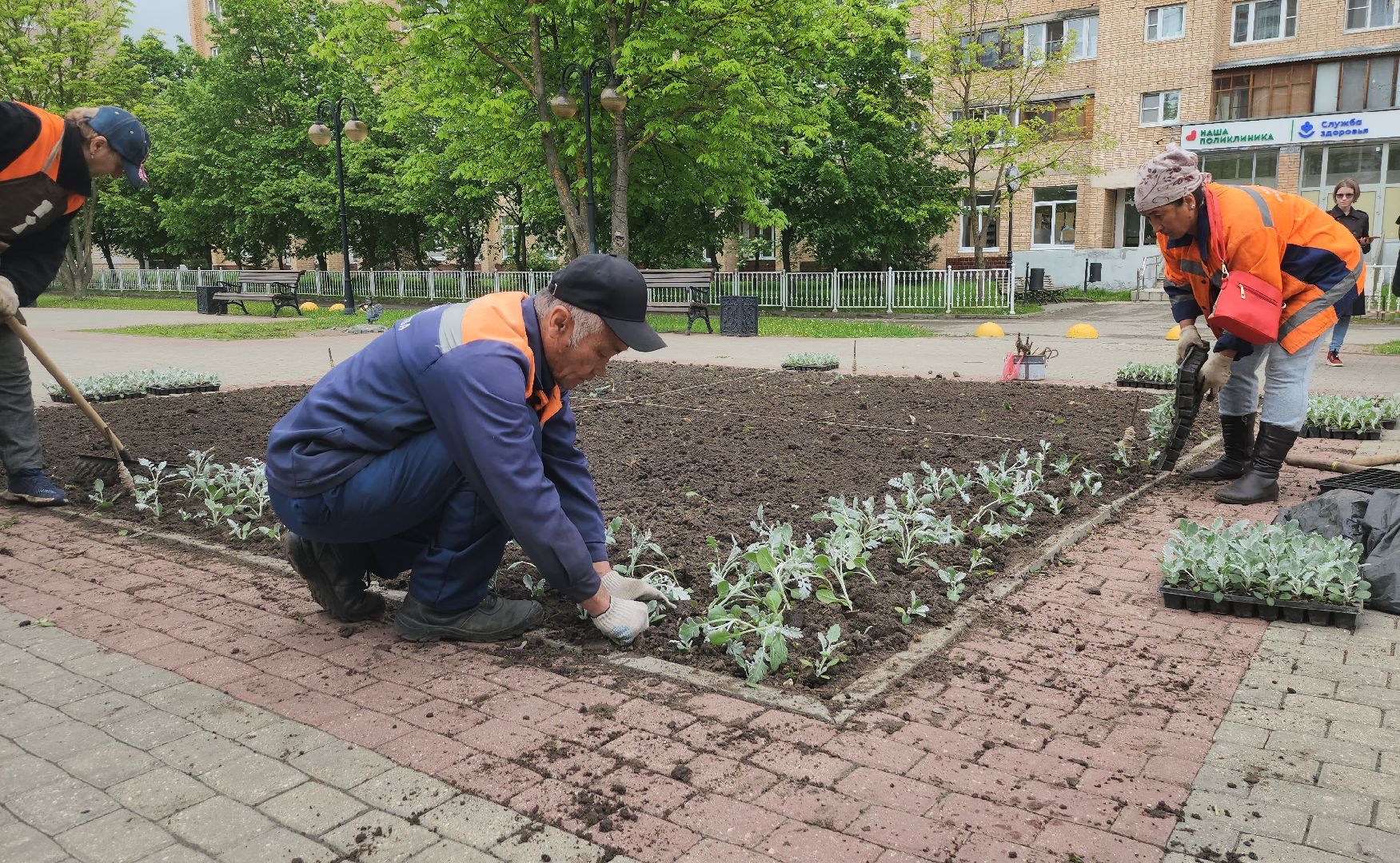 серпухов, клумба на юбилейной площади, комбинат благоустройства, посадка цветов в серпухове,