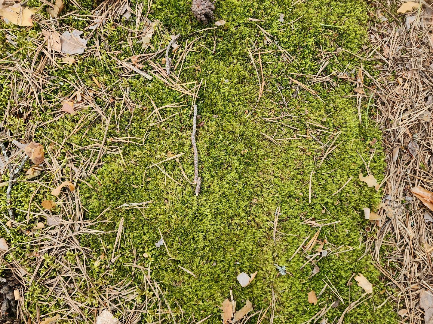 природа шатуры, шатурский край, шатурский округ, туристические маршруты,