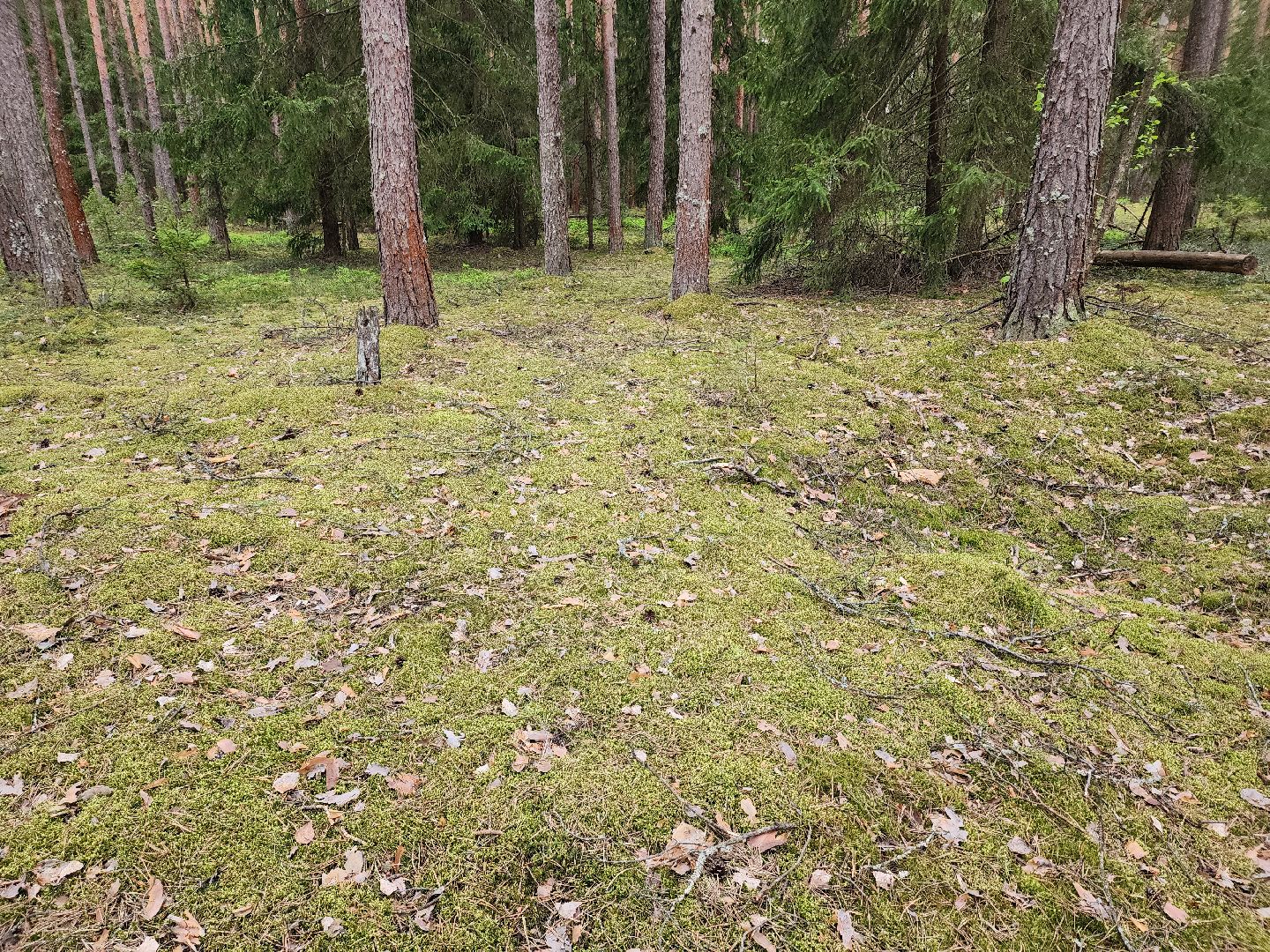 природа шатуры, шатурский край, шатурский округ, туристические маршруты,