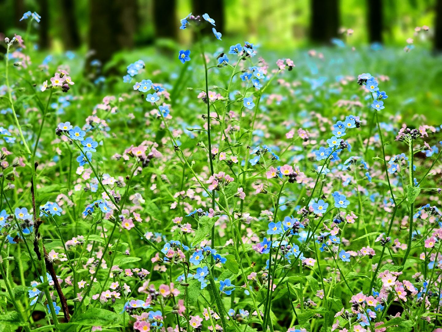 пущино, серпухов, экология, парки,