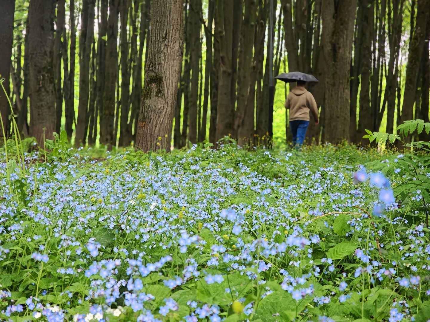 пущино, серпухов, экология, парки,