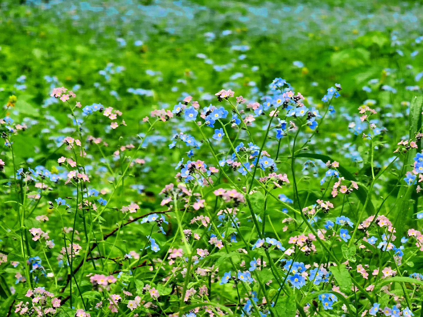 пущино, серпухов, экология, парки,