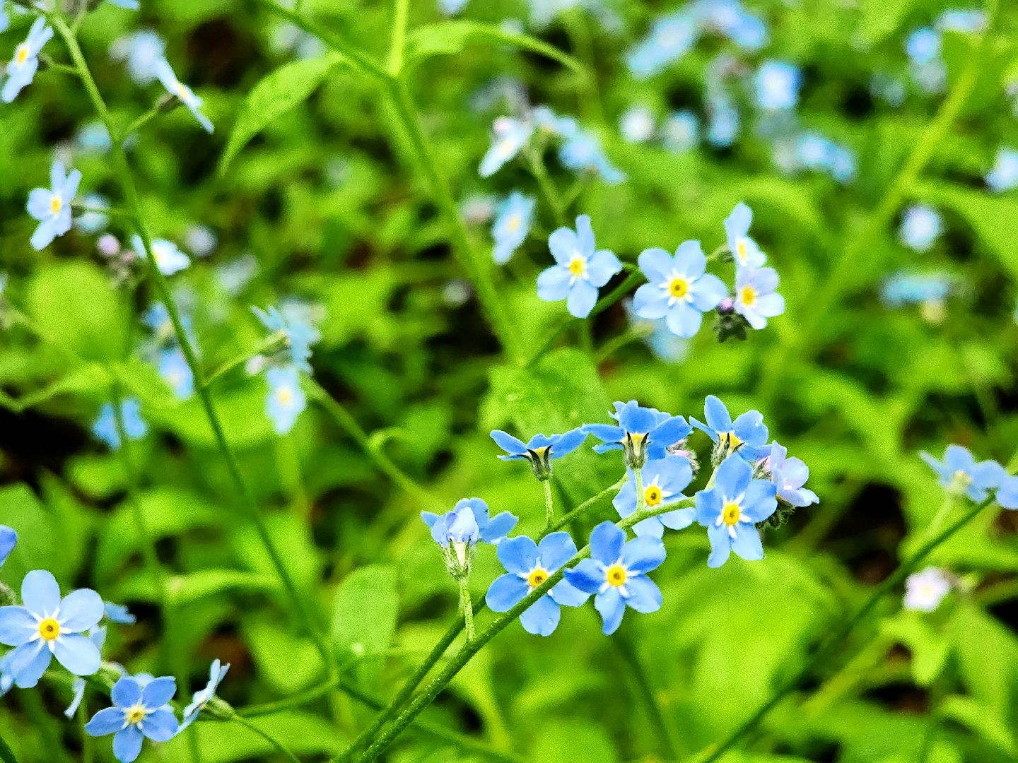 пущино, серпухов, экология, парки,