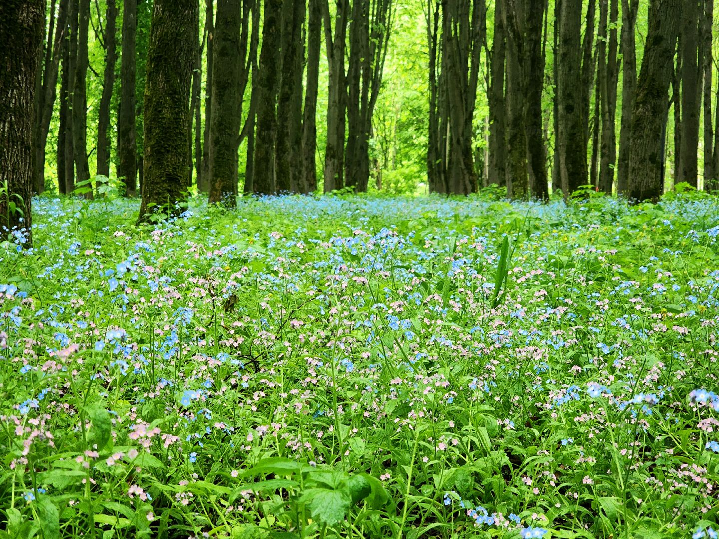 пущино, серпухов, экология, парки,
