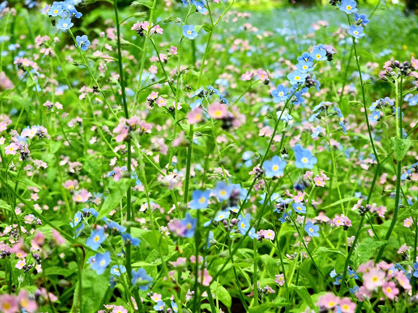 пущино, серпухов, экология, парки,