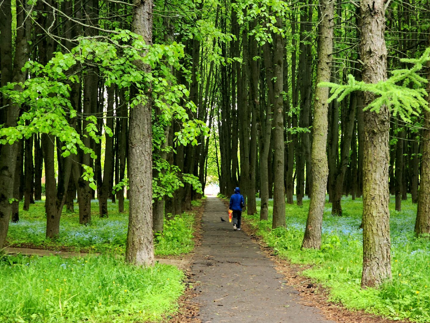 пущино, серпухов, экология, парки,