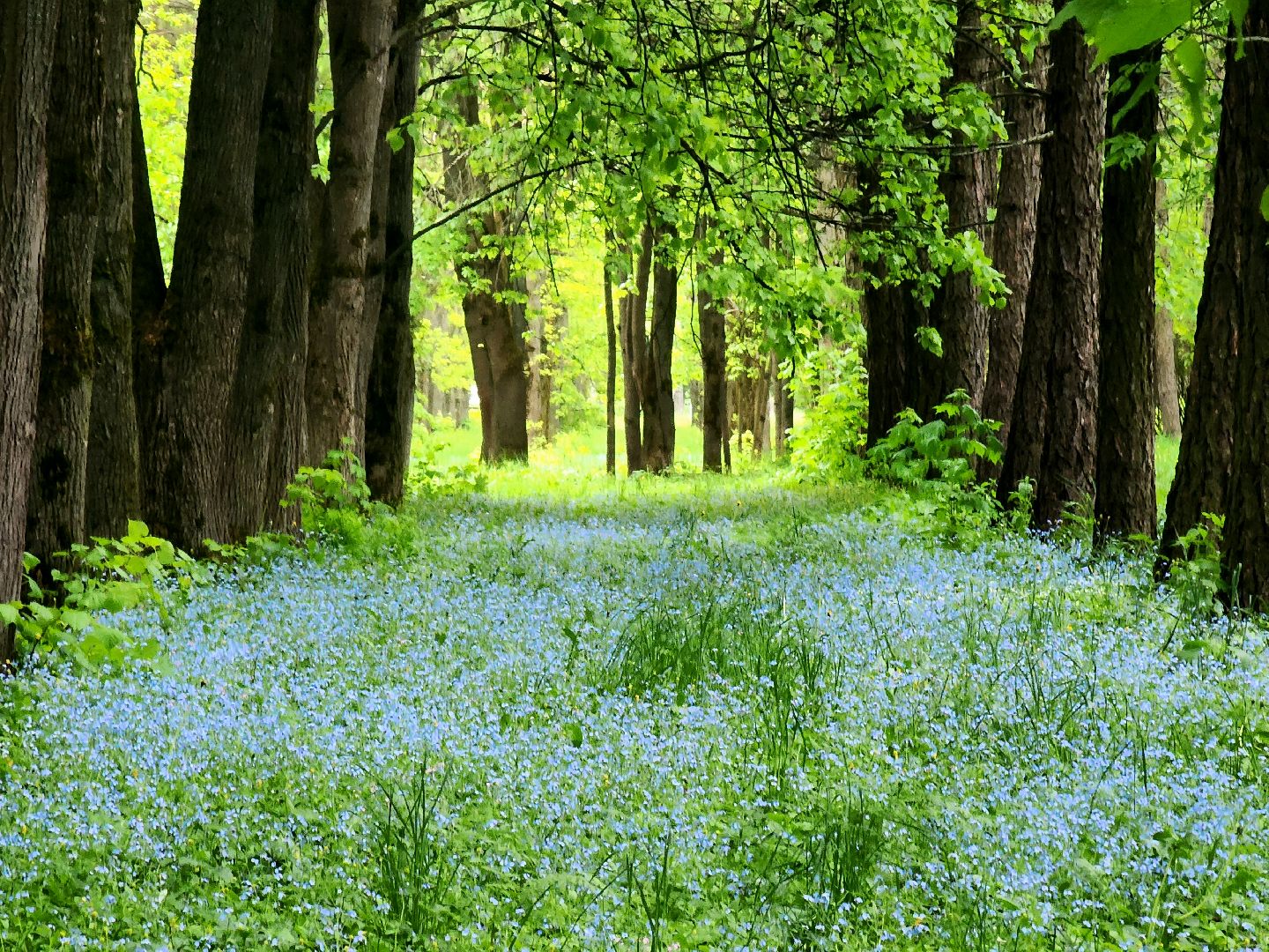 пущино, серпухов, экология, парки,