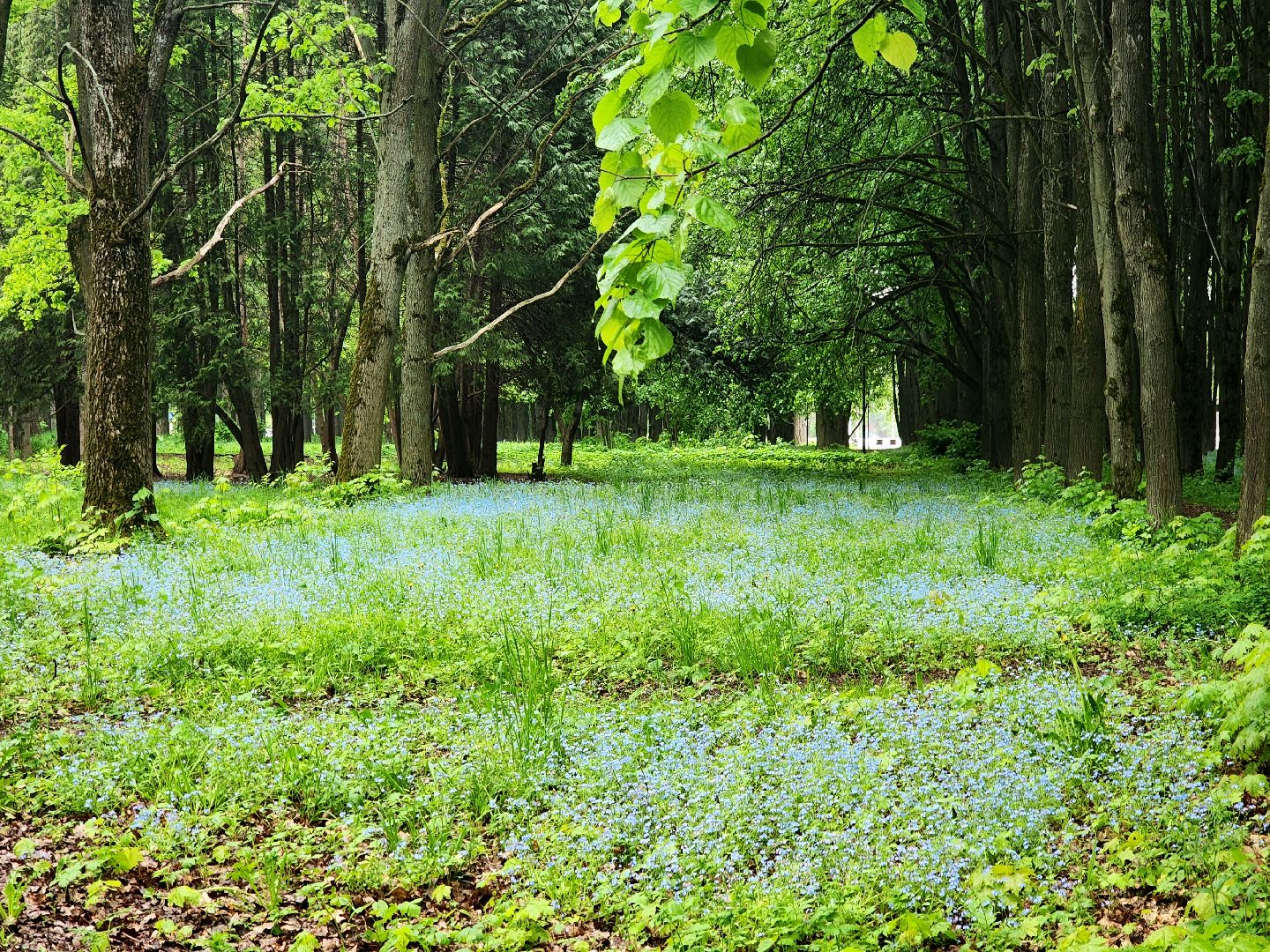 пущино, серпухов, экология, парки,