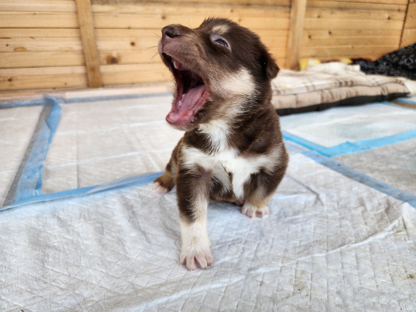 волонтер, Истра, щенки, котята, животные, спасение животных,