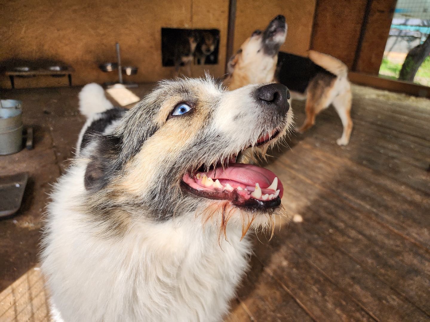 волонтер, Истра, щенки, котята, животные, спасение животных,