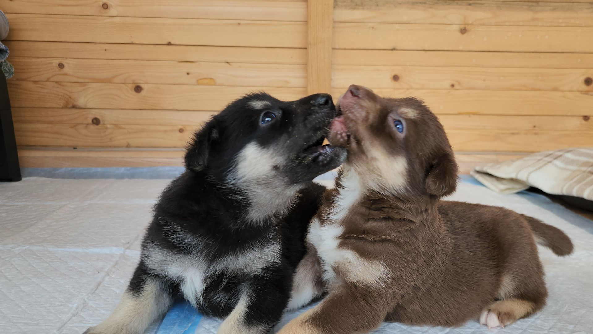 волонтер, Истра, щенки, котята, животные, спасение животных,