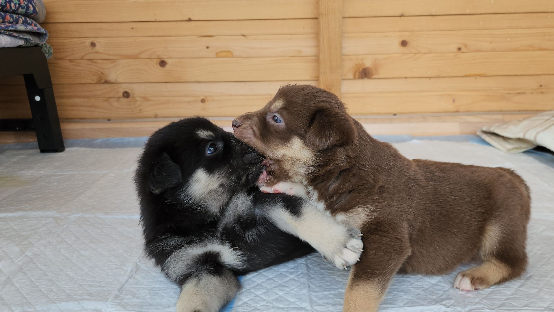 волонтер, Истра, щенки, котята, животные, спасение животных,