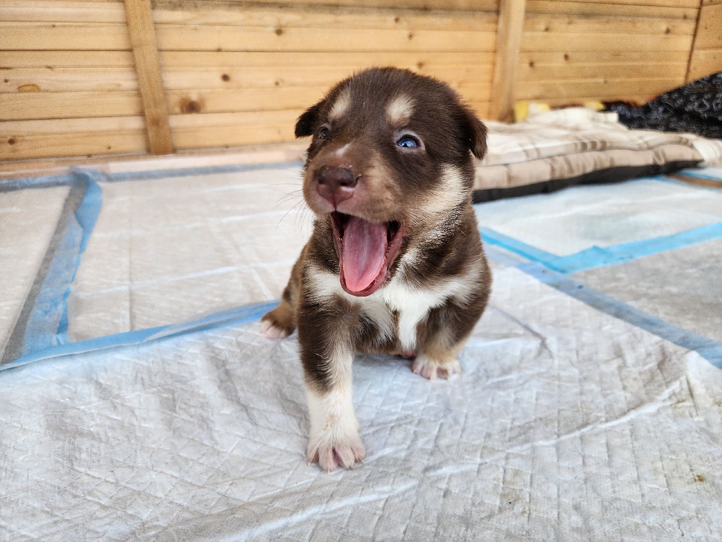 волонтер, Истра, щенки, котята, животные, спасение животных,