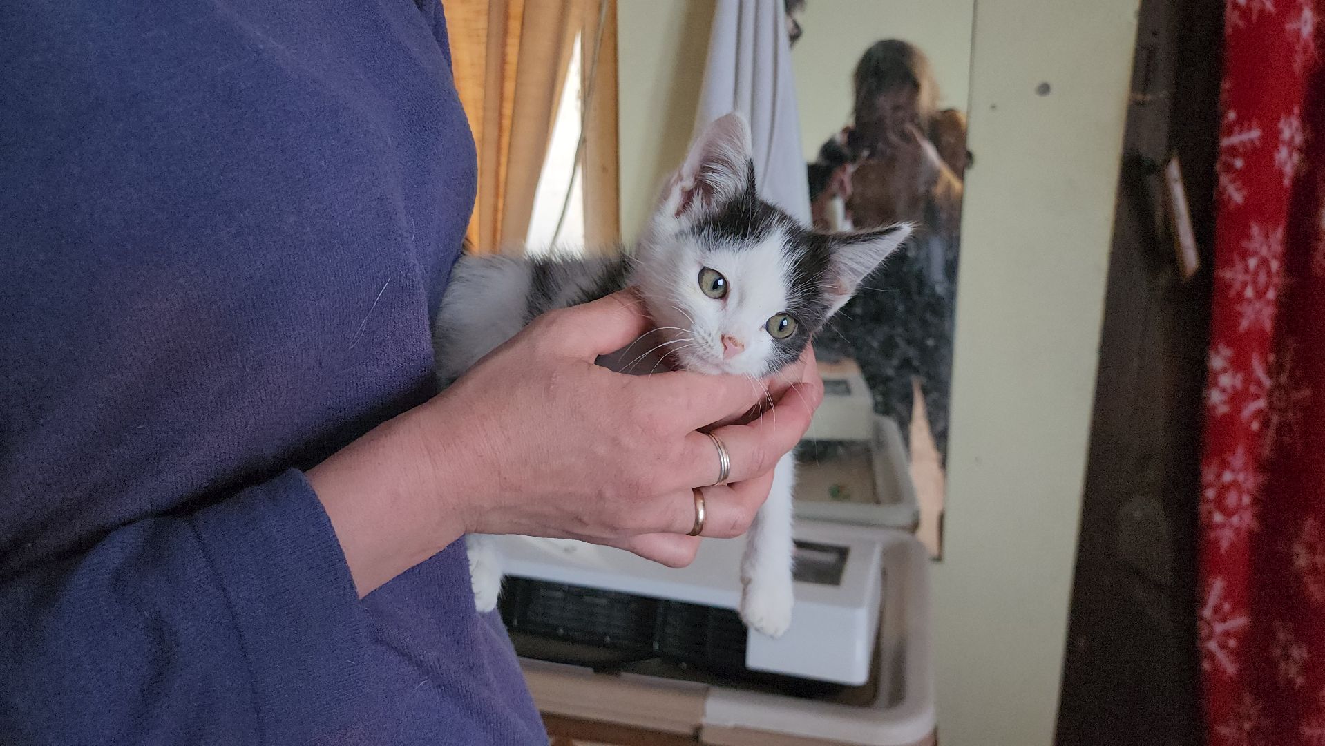 волонтер, Истра, щенки, котята, животные, спасение животных,