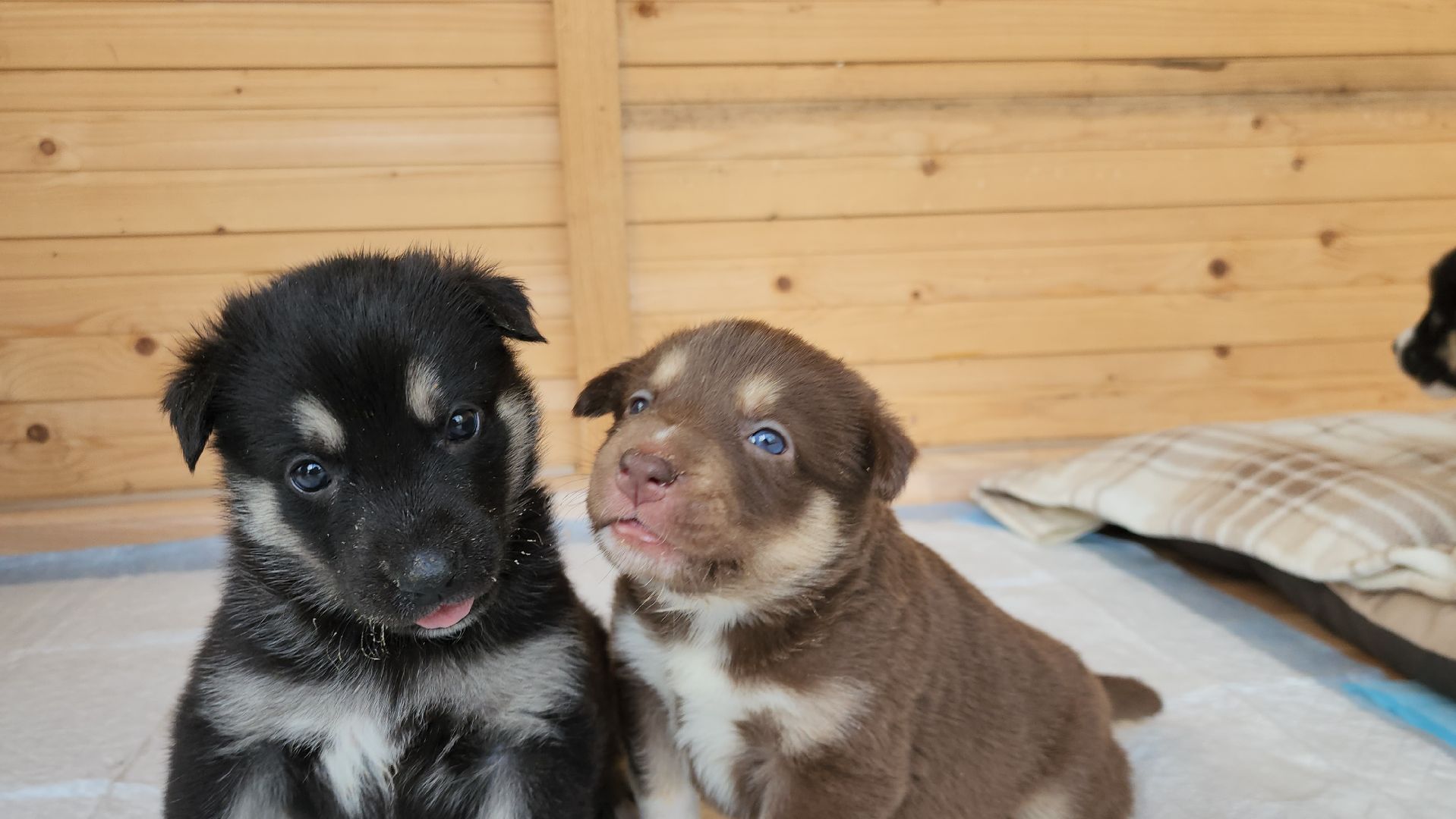 волонтер, Истра, щенки, котята, животные, спасение животных,