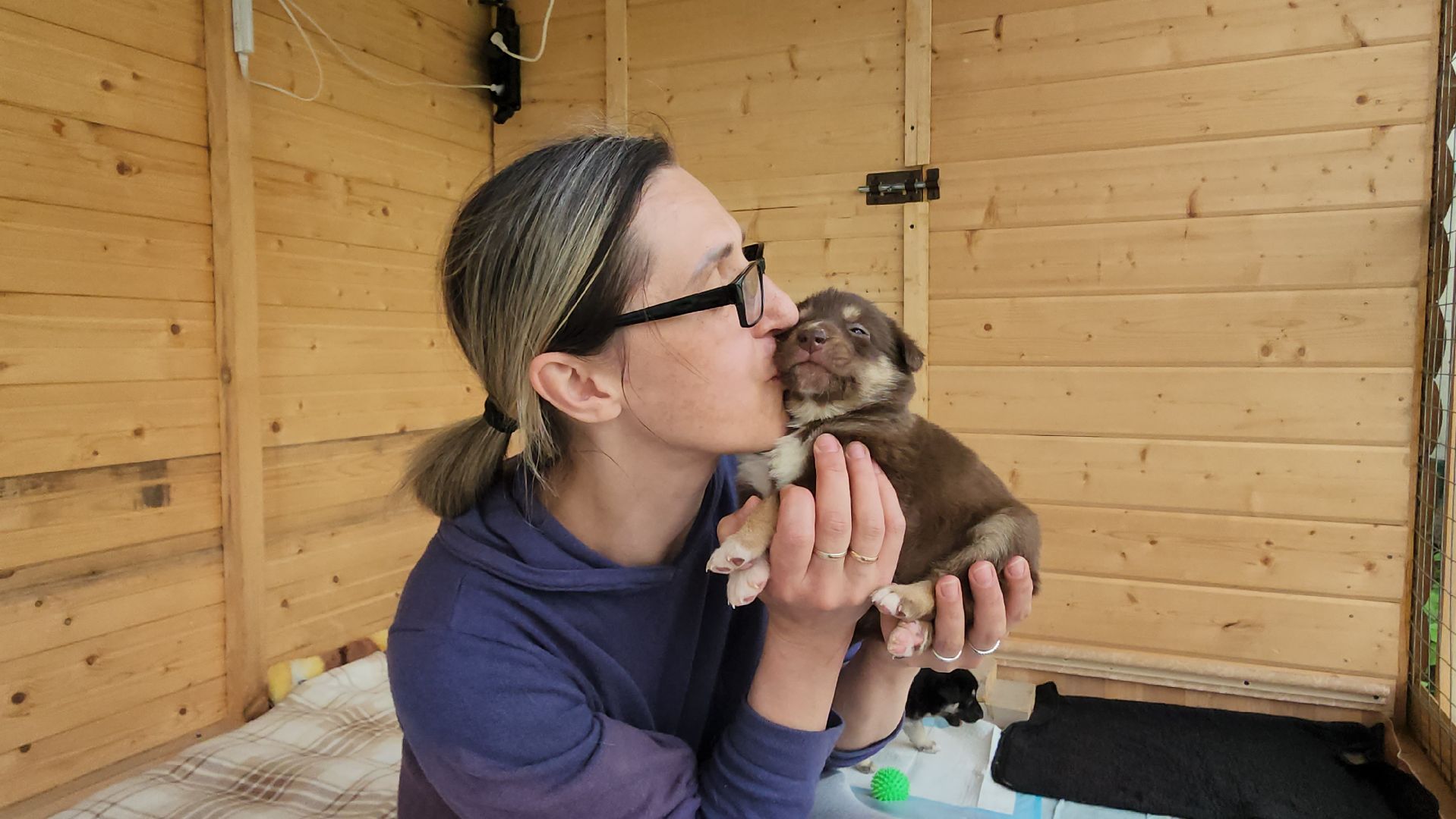 волонтер, Истра, щенки, котята, животные, спасение животных,