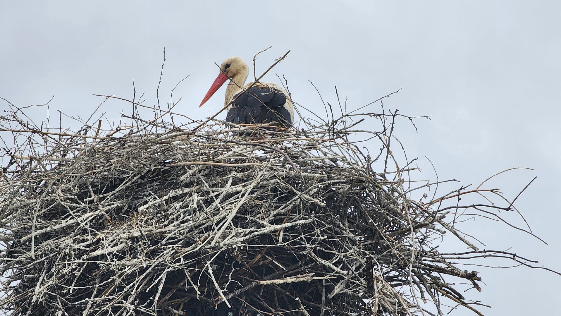 ступино, экология, аисты в подмосковье,