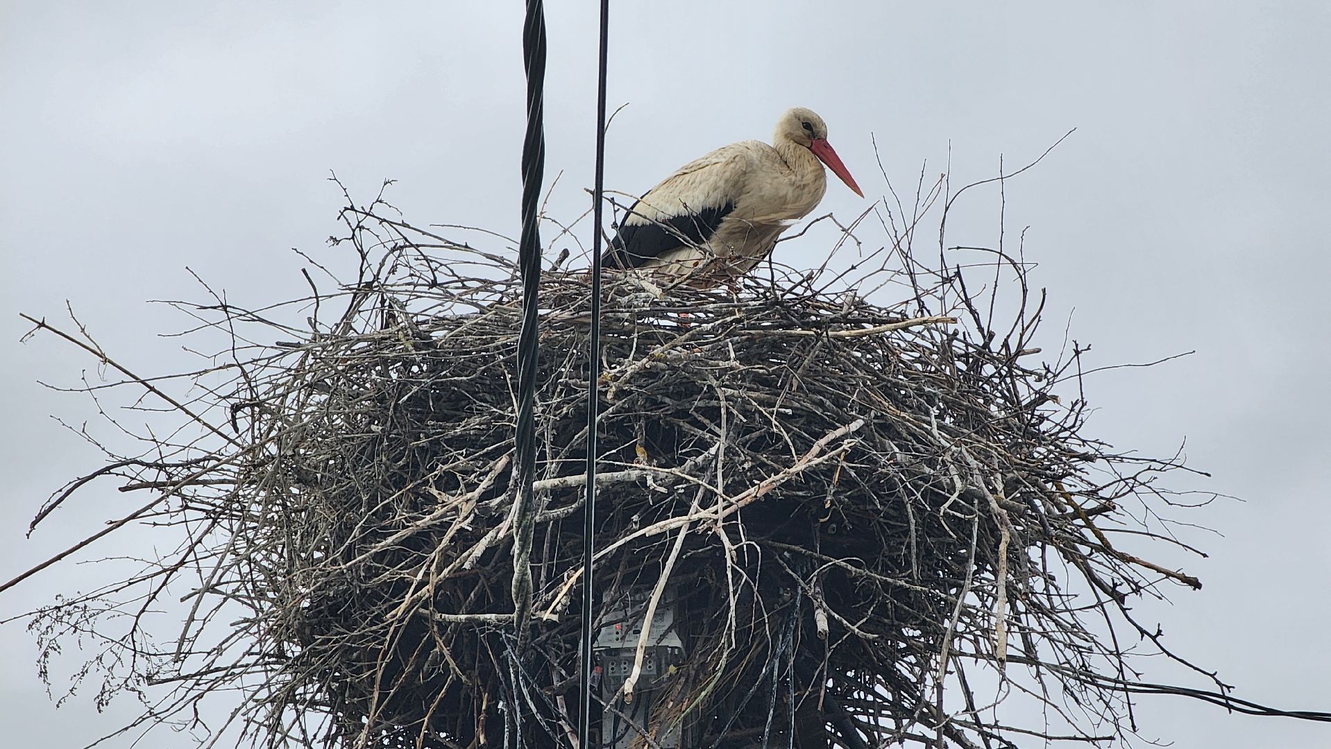 ступино, экология, аисты в подмосковье,