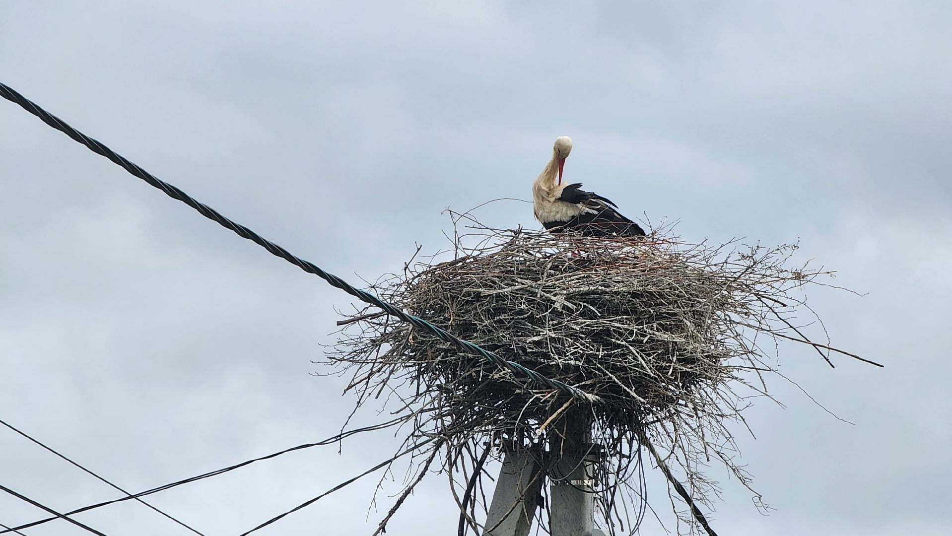 ступино, экология, аисты в подмосковье,